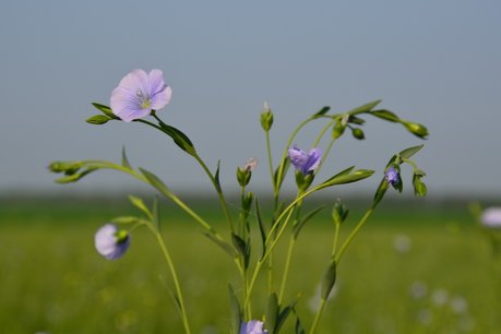 Vlas, blauw 'Linum usitatissimum' - Bio bloemenzaden Vlas, blauw 'Linum usitatissimum' - Bio bloemenzaden