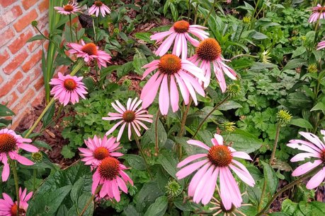 Rode zonnehoed 'Echinacea purpurea' - Bio bloemenzaden Rode zonnehoed 'Echinacea purpurea' - Bio bloemenzaden