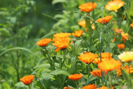 Goudsbloem 'Calendula officinalis' - Bio bloemenzaden Goudsbloem 'Calendula officinalis' - Bio bloemenzaden