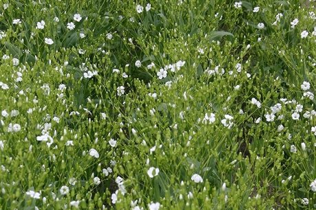 Koekruid, wit 'Vaccaria hispanica' - bio bloemenzaden Koekruid, wit 'Vaccaria hispanica' - bio bloemenzaden