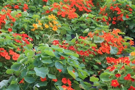 Oost-Indische kers, niet-rankend 'Tropaeolum majus' - bio bloemenzaden Oost-Indische kers, niet-rankend 'Tropaeolum majus' - bio bloemenzaden