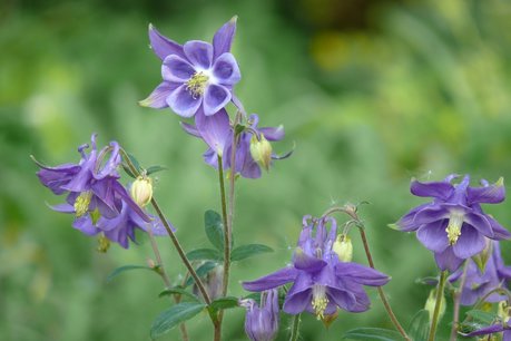 Aquilegia vulgaris Aquilegia vulgaris