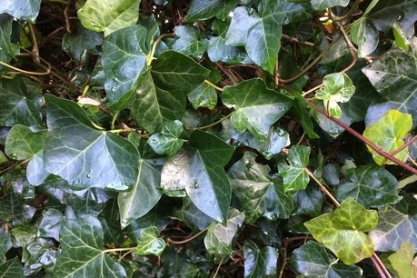 Hedera hibernica - klimop - niet gestokt 20/40 cm Hedera hibernica - klimop - niet gestokt 20/40 cm