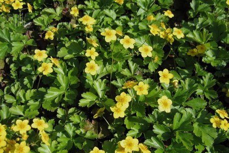 Waldsteinia ternata 'goudaardbei' Waldsteinia ternata 'goudaardbei'