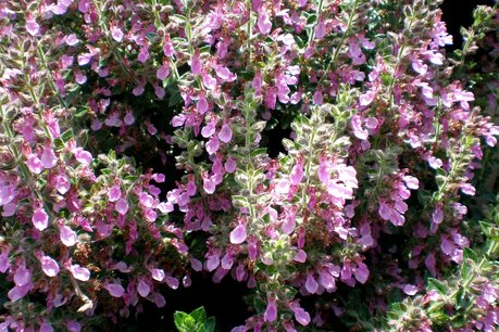 Teucrium lucidrys - Gamander Teucrium lucidrys - Gamander