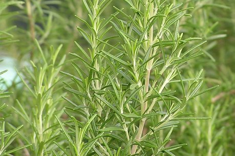 Rozemarijn 'Rosmarinus officinalis' - Bio tuinkruidenzaden
