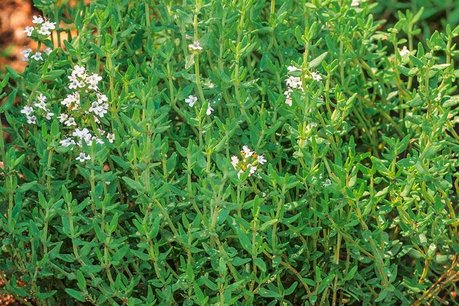 Zomertijm 'Thymus vulgaris' - Bio tuinkruidenzaden Zomertijm 'Thymus vulgaris' - Bio tuinkruidenzaden