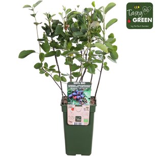 Amelanchier Spicata - krentenboompje - Bio fruitplant