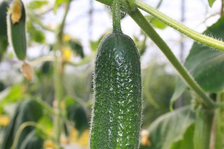 Augurk 'Hokus' – Cucumis sativus - Bio groentezaden Augurk 'Hokus' – Cucumis sativus - Bio groentezaden