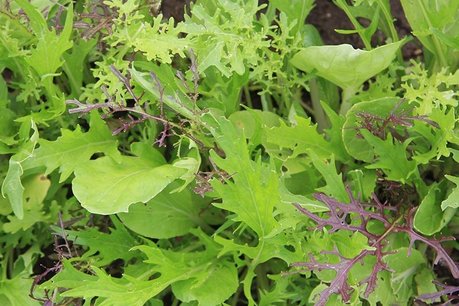 Mesclun 'Aziatisch' - groentenmix - Bio groentezaden Mesclun 'Aziatisch' - groentenmix - Bio groentezaden