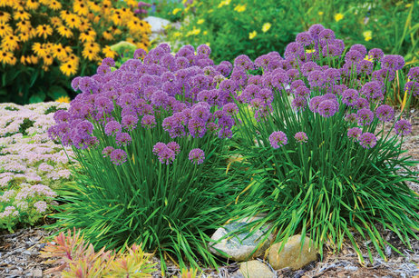 Allium 'Millenium' Allium 'Millenium'