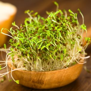Alfalfa - Bio kiemgroenten Alfalfa - Bio kiemgroenten