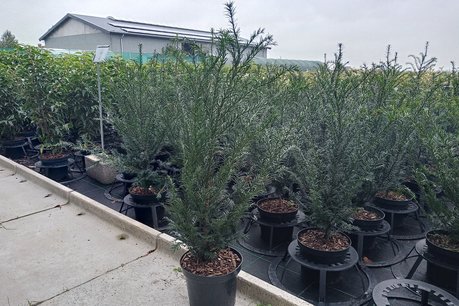 Taxus Baccata 60-70 cm (pot) Taxus Baccata 60-70 cm (pot)