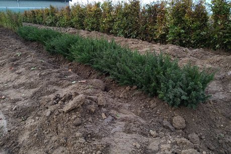 Taxus Baccata 20-30 cm blote wortel Taxus Baccata 20-30 cm blote wortel