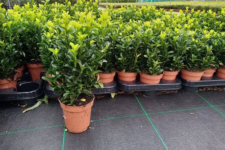 Euonymus 'green spire' 10-15 cm kardinaalshoed/muts Euonymus 'green spire' 10-15 cm kardinaalshoed/muts