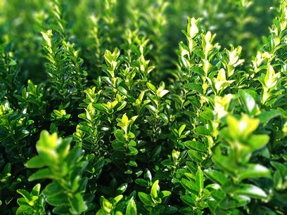 Euonymus 'green spire' 20-30 cm kardinaalshoed/muts Euonymus 'green spire' 20-30 cm kardinaalshoed/muts