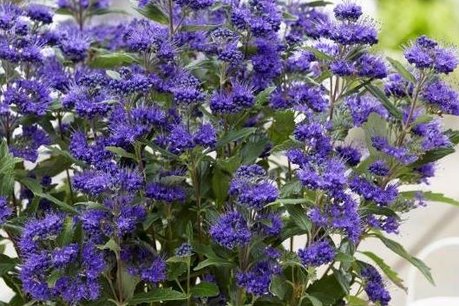Caryopteris clandonensis 'Grand Bleu'® 30-50 cm - Blauwe spirea Caryopteris clandonensis 'Grand Bleu'® 30-50 cm - Blauwe spirea