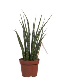 Sanseveria (Sanseveria Fernwood Mikado) Sanseveria (Sanseveria Fernwood Mikado)