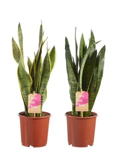 Sanseveria, vrouwentong (Sanseveria Classic duo) Sanseveria, vrouwentong (Sanseveria Classic duo)