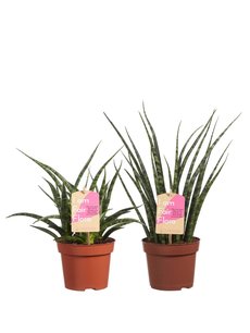 Sanseveria (Sanseveria Fernwood duo) Sanseveria (Sanseveria Fernwood duo)