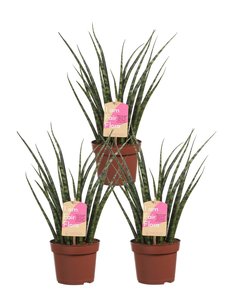 Sanseveria (Sanseveria Fernwood Mikado) Sanseveria (Sanseveria Fernwood Mikado)