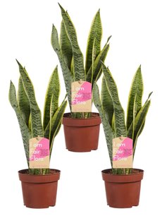 Sanseveria, vrouwentong (Sanseveria laurentii) Sanseveria, vrouwentong (Sanseveria laurentii)