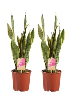 Sanseveria, vrouwentong (Sanseveria laurentii) Sanseveria, vrouwentong (Sanseveria laurentii)