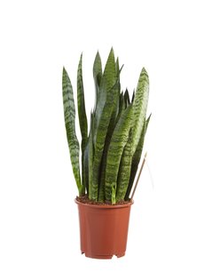 Sanseveria, vrouwentong (Sanseveria Zeylanica) Sanseveria, vrouwentong (Sanseveria Zeylanica)