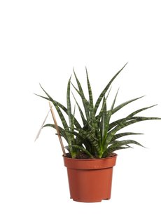 Sanseveria (Sanseveria Fernwood Punk) Sanseveria (Sanseveria Fernwood Punk)