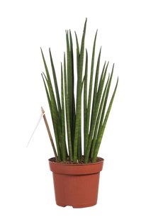 Sanseveria (Sanseveria Mikado) Sanseveria (Sanseveria Mikado)