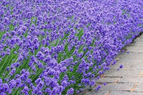 Lavendel 'lavandula angustifolia' - biologische zaden Lavendel 'lavandula angustifolia' - biologische zaden