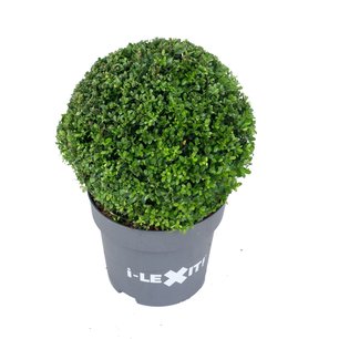 Ilex crenata Dark green® bolvorm 36/40 cm 'Japanse hulst' Ilex crenata Dark green® bolvorm 36/40 cm 'Japanse hulst'