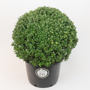 Ilex crenata Dark green® bolvorm 50/+ cm 'Japanse hulst' Ilex crenata Dark green® bolvorm 50/+ cm 'Japanse hulst'