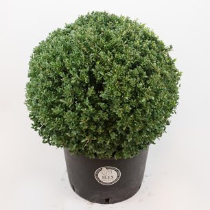 Ilex crenata Dark green® bolvorm 60/65 cm 'Japanse hulst' Ilex crenata Dark green® bolvorm 60/65 cm 'Japanse hulst'