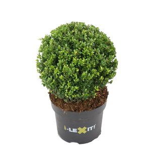 Ilex crenata Dark green® bolvorm 30 cm 'Japanse hulst' Ilex crenata Dark green® bolvorm 30 cm 'Japanse hulst'