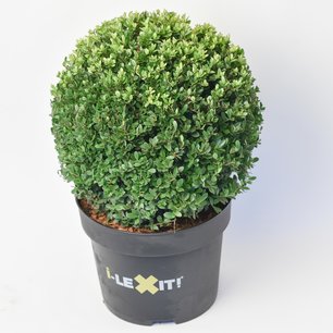 Ilex crenata Dark green® bolvorm 35 cm 'Japanse hulst' Ilex crenata Dark green® bolvorm 35 cm 'Japanse hulst'