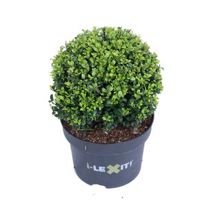 Ilex crenata Dark green® bolvorm 25/+ cm 'Japanse hulst' Ilex crenata Dark green® bolvorm 25/+ cm 'Japanse hulst'