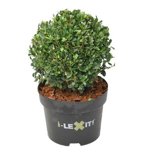 Ilex crenata Dark green® bolvorm 20/+ cm 'Japanse hulst' Ilex crenata Dark green® bolvorm 20/+ cm 'Japanse hulst'