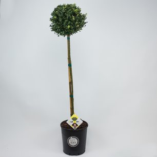 Ilex crenata Dark green® bol op stam (hoge versie) Ilex crenata Dark green® bol op stam (hoge versie)