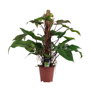 Philodendron Red Emerald Philodendron Red Emerald