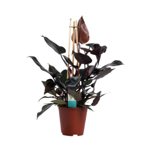 Philodendron Ruby - Pyramide Philodendron Ruby - Pyramide