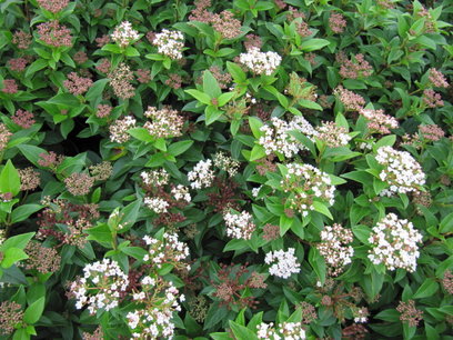 Viburnum Tinus 'Eve Price' 20-40 cm Viburnum Tinus 'Eve Price' 20-40 cm