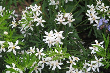 Choisya ternata 'White Dazzler' 20-40 cm Choisya ternata 'White Dazzler' 20-40 cm