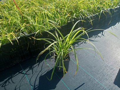 Carex oshimensis JS Greenwell - Zegge Carex oshimensis JS Greenwell - Zegge