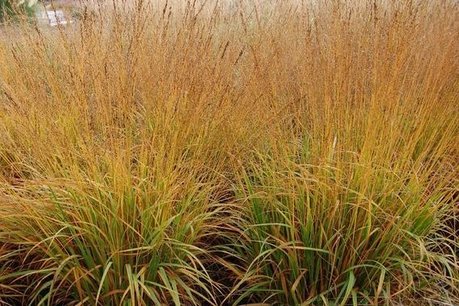 Molinia caerulea 'Moorflamme' - Pijpenstrootje Molinia caerulea 'Moorflamme' - Pijpenstrootje