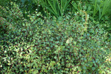 Muehlenbeckia complexa Muehlenbeckia complexa