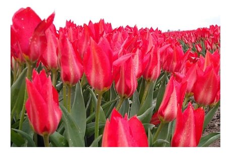 7 x Tulipa Ingens - biologische bloembol 7 x Tulipa Ingens - biologische bloembol