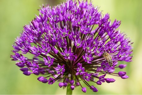 5 x Allium Purple Sensation - biologische bloembol 5 x Allium Purple Sensation - biologische bloembol