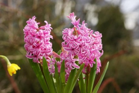 Hyacint Pink Pearl - biologische bloembol Hyacint Pink Pearl - biologische bloembol