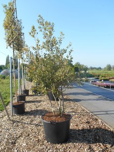 Quercus Ilex 'steeneik' meerstammig (NR 6) 200-250 cm Quercus Ilex 'steeneik' meerstammig (NR 6) 200-250 cm